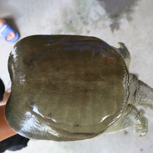 洞庭湖野生甲鱼