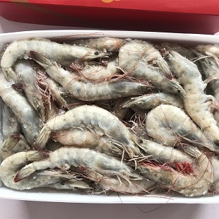 冷冻青虾海鲜对...